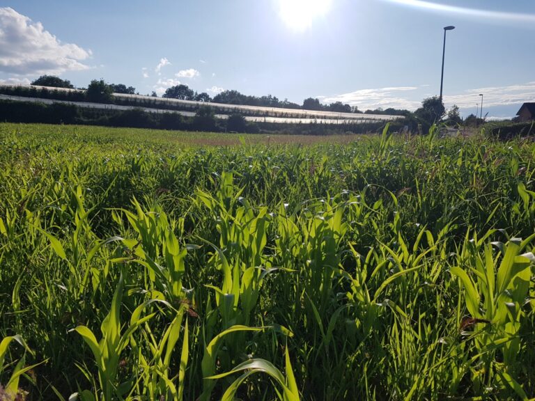 Symbolbild für Klimwawandel - Blick gegen die Sonne über ein Hirsefeld hinweg