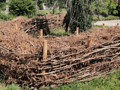 Blick auf eine gebogene Benjeshecke.