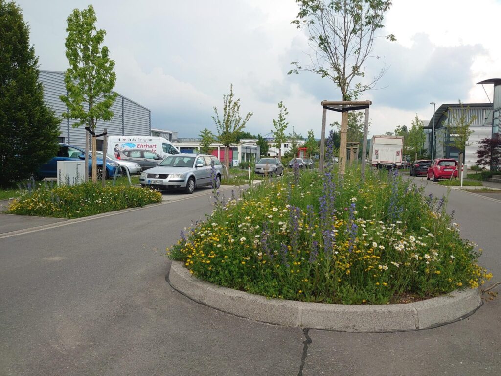 Blick auf einen Straßentrennstreifen, auf dem ein junger Baum inmitten von blühenden Pflanzen steht.