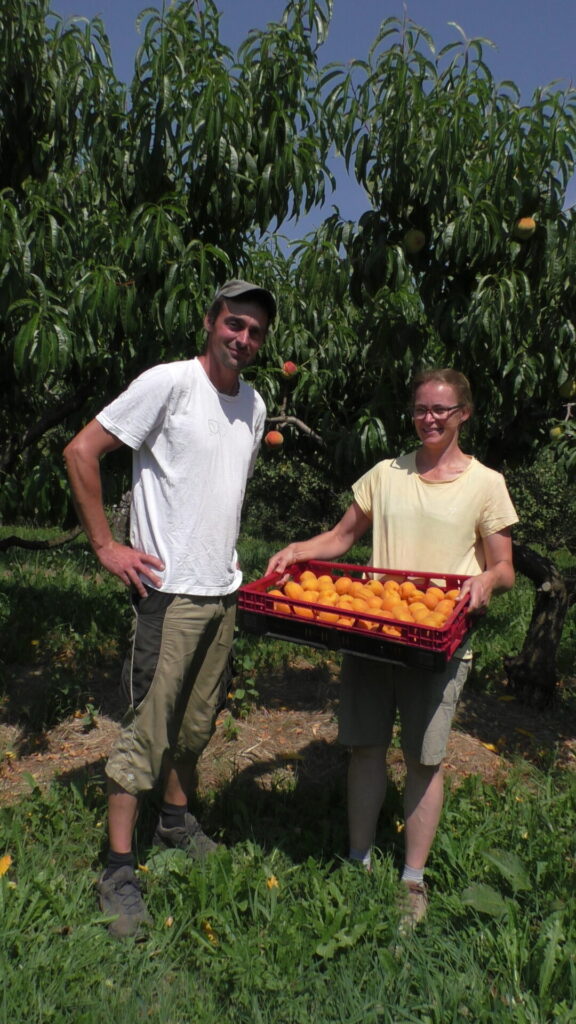 Ein Mann und eine Frau stehen vor einer Reihe von Obstbäumen. Die Frau hält eine Kiste mit Aprikosen.