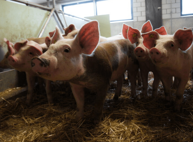 Zusehen sind fünf Ferkel im Stall.