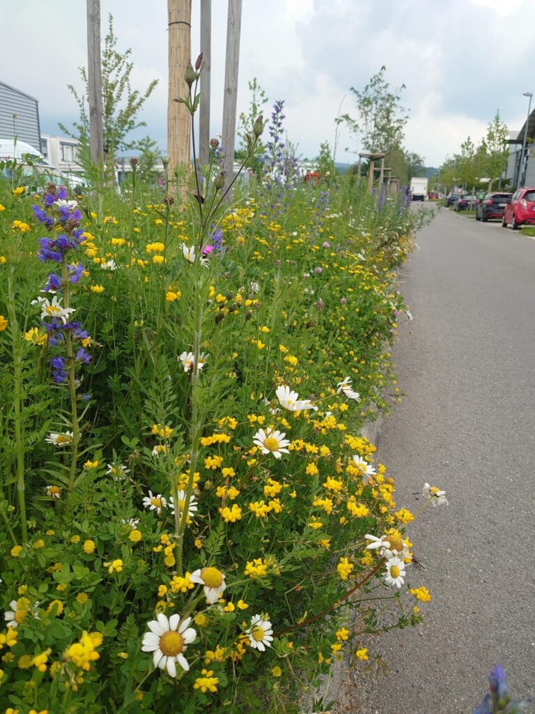 Blick aus der Forschperspektive auf einen Straßenverlauf. Rechts parken Autos, links blühen Blumen auf dem Straßentrennstreifen.