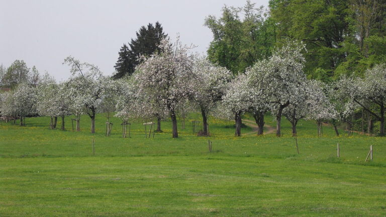 Blick auf eine blühende Streuobstwiese
