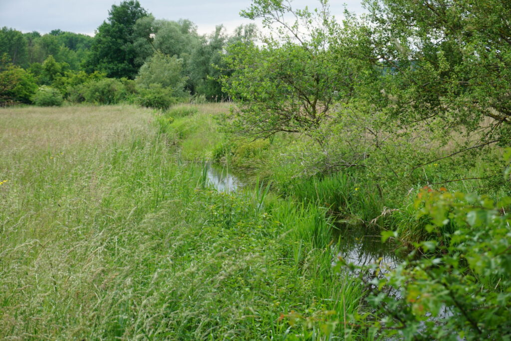 Blick in eine Landschaft mit frischem Grün. In der Mitte führt ein wassergefüllter Graben durch das Bild.