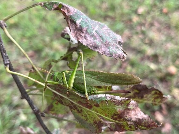 Zusehen ist ein Insekt auf einem Blatt. Die Grüntöne sind fast identisch, was das Erkennen des Tieres schwierig macht. Der Hintergrund ist unscharf.