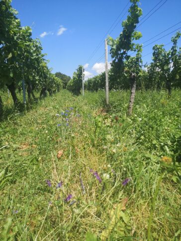 Zusehen ist eine Blühfläche in den Weinbergen.
