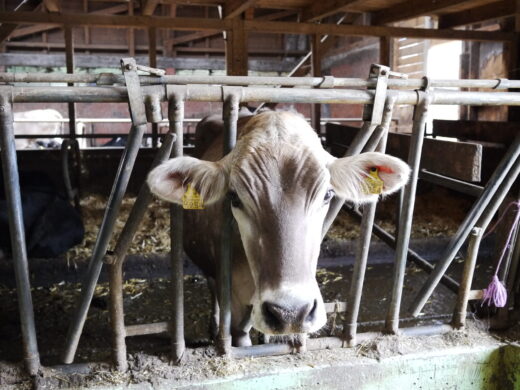 Zusehen ist eine grau braune Kuh, die in einem Stall steht und ihren Kopf zwischen Streben herausstreckt.