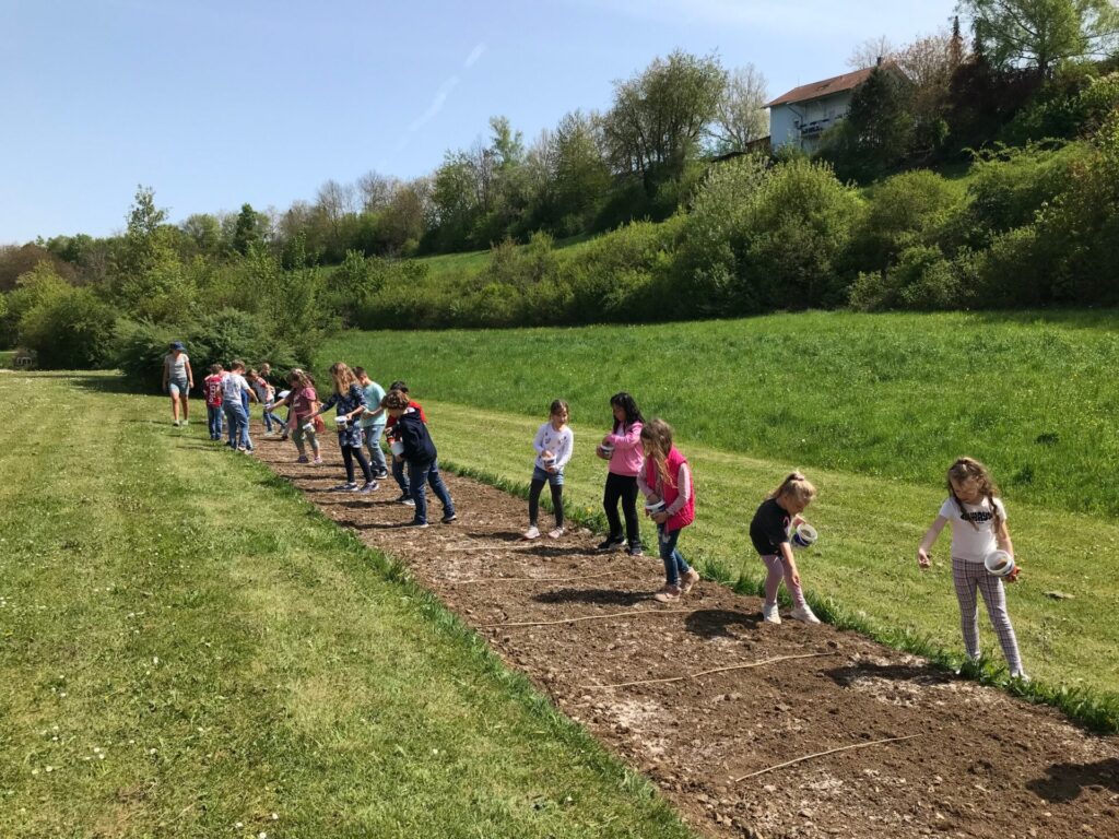 Man sieht viele Grundschüler*innen, die auf einer langen, schmalen umgegrabenen Fläche einer Wiese stehen. Sie halten kleine Eimer in den Händen, in denen sich Samen befinden, die sie gleichmäßig auf dem vorbereiteten Boden verteilen.
