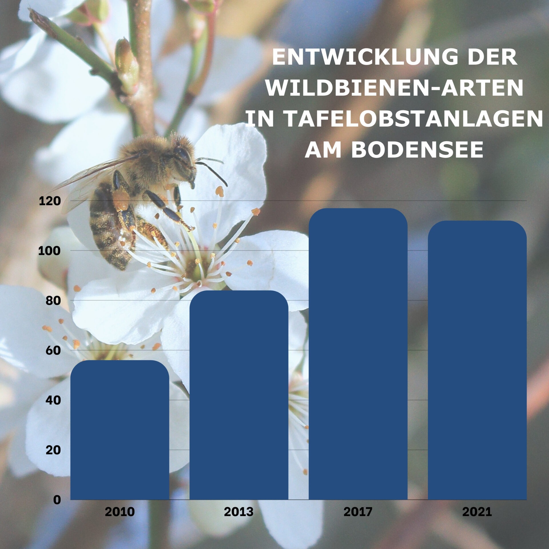 Grafik, die den Anstieg der Wildbienen-Arten in Tafelobstanlagen am Bodensee aufzeigt.