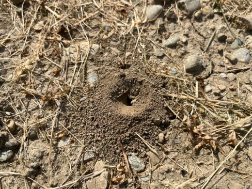 Zusehen ist ein Loch im Boden aus Erde, welches der Eingang zu einem Wildbienennest ist.