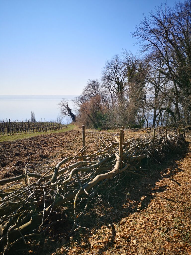 Auf einem Acker sind Äste aufeinandergelegt, die eine Hecke bzw. einen Zaun bilden. Im Hintergrund sieht man Weinreben.