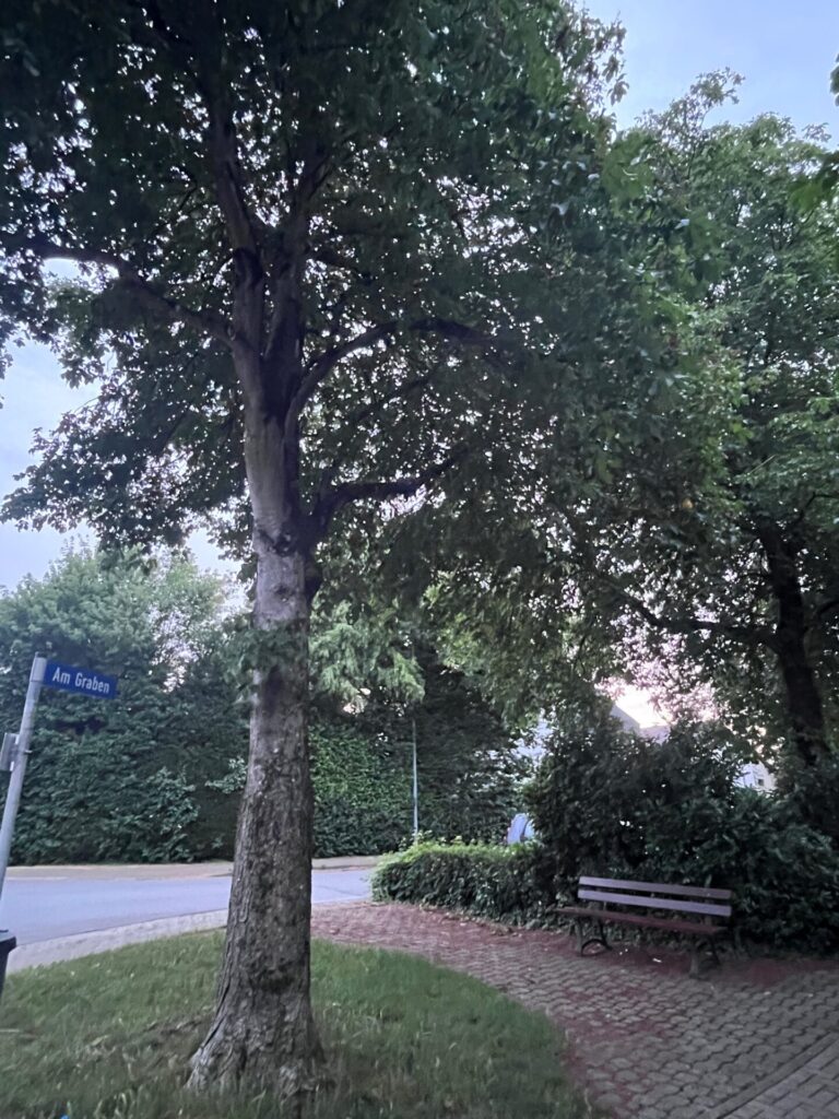 Blick auf eine Rosskastanie, die vor einer Bank an einer Straßenkreuzung steht.