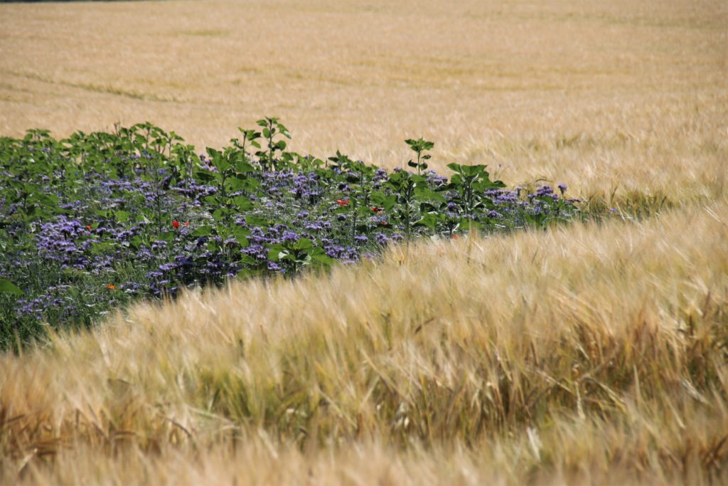 Blühstreifen mit lila Phacelia, roten Mohnblumen und Sonnenblumen mitten in einem reifen Gerstenfeld. Der bunte Streifen hebt sich deutlich vom goldgelben Getreide ab.