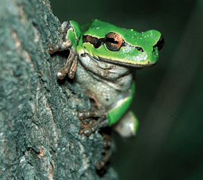 Laubfrosch klettert an einer Baumrinde – charakteristische grüne Färbung und Haftscheiben an den Zehen.