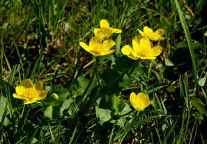 Sumpfdotterblumen (Caltha palustris) mit gelben Blüten auf einer feuchten Wiese.