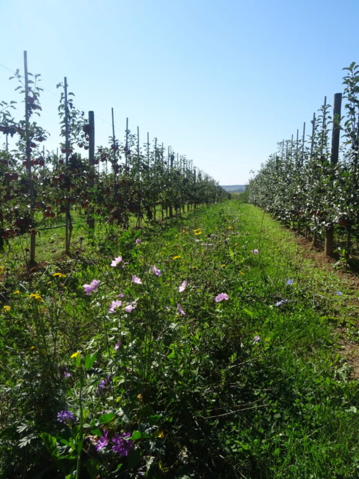 Blick zwischen zwei Reihen einer Apfelplantage mit blühender Wildkräuterflur im Vordergrund – lila und gelbe Blüten zwischen den Baumreihen, blauer Himmel im Hintergrund.