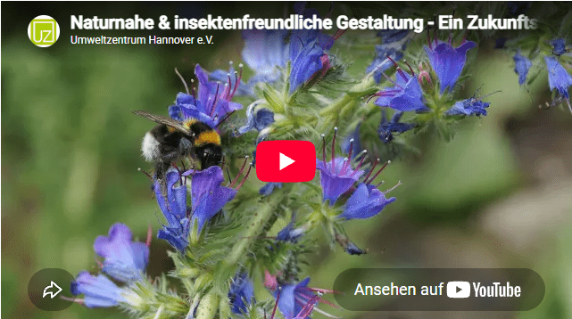 Vorschaubild eines YouTube-Videos zum Thema „Naturnahe & insektenfreundliche Gestaltung" – zu sehen ist eine Hummel auf blauem Natternkopf.