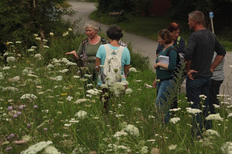 Expertin erklärt einer kleinen Gruppe die Pflanzen einer blütenreichen Wildkrautflur mit weißen Doldenblüten am Wegesrand.