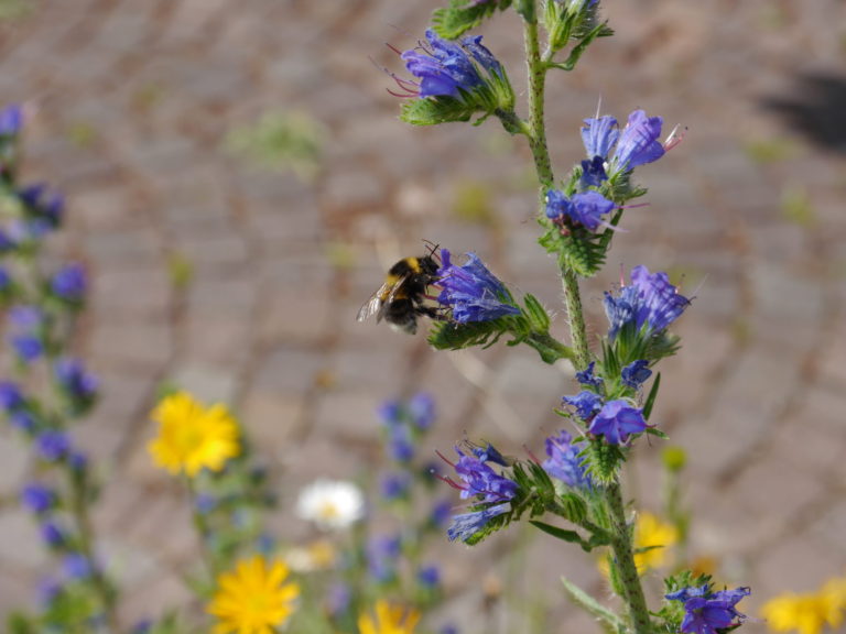 Eine Hummel besucht die blauen Blüten eines Natternkopfs. Im Hintergrund gelbe Wildblumen und ein Kopfsteinpflaster.