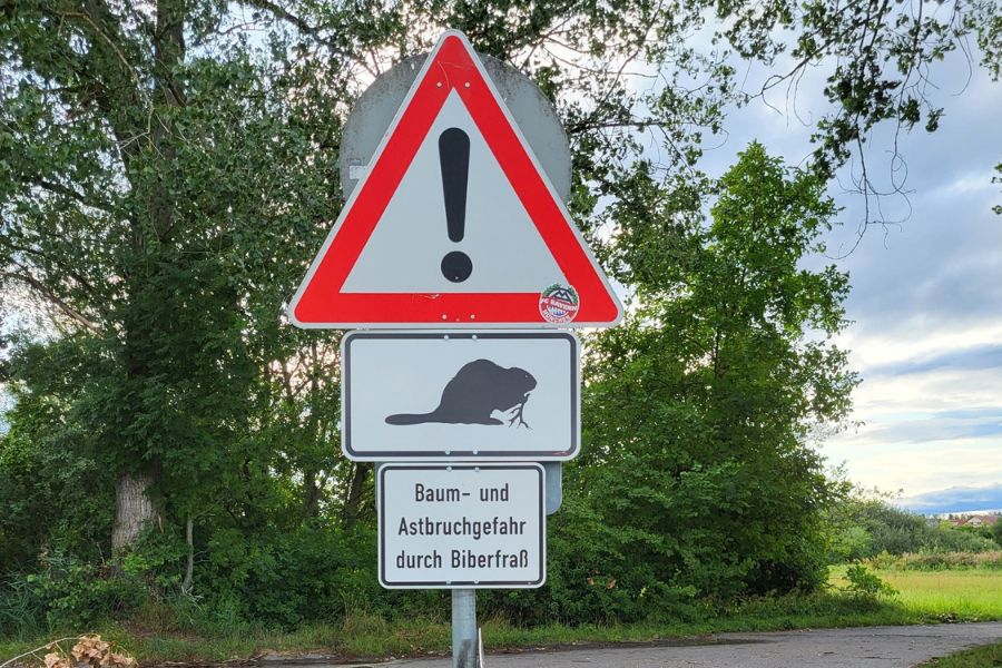 Blick auf ein Warndreieck, unter dem ein Hinweisschild mit einem abgebildeten Biber hängt. Darunter hängt ein Schild mit der Aufschrift "Baum- und Astbruchgefahr durch Biberfraß".