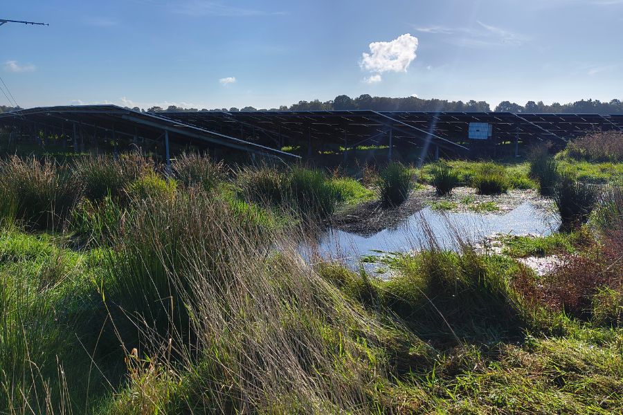Blick von schräg unten auf PV-Module, die in einem Moor stehen. Im Vordergrund ist eine nasse Grasfläche zu sehen.