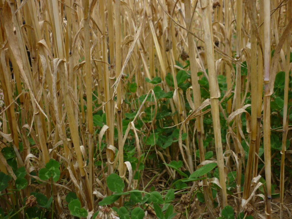 Blick in ein Weizenfeld, in dem grüner Klee wächst.