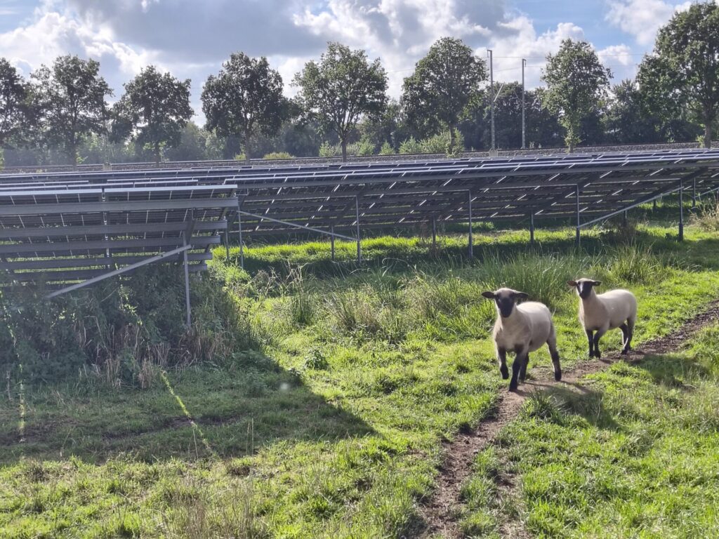 Auf einer Moor-PV-Fläche springen Schafe vor Solarmodulen auf der Grünfläche. 
