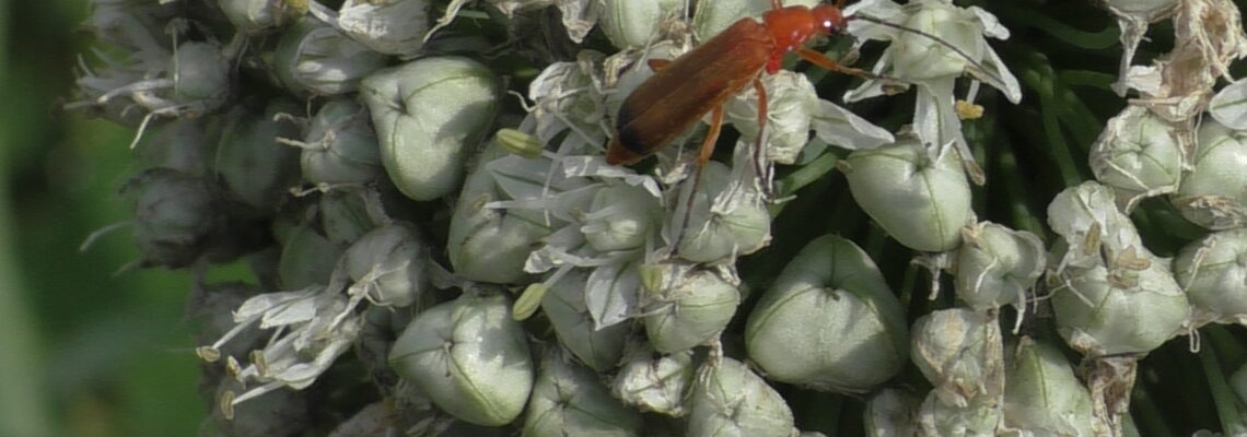 Ein rotes Insekt ist auf einer weißen Blüte zu sehen.