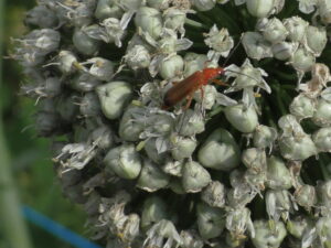 Ein rotes Insekt ist auf einer weißen Blüte zu sehen.