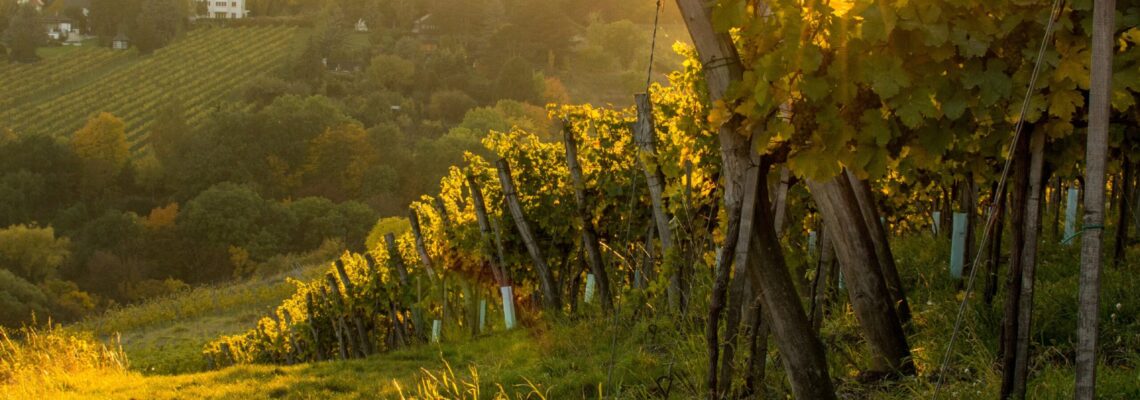 Blick in einen Weinberg im Gegenlicht herbstlich-warmen Licht