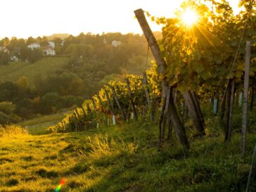 Blick in einen Weinberg im Gegenlicht herbstlich-warmen Licht