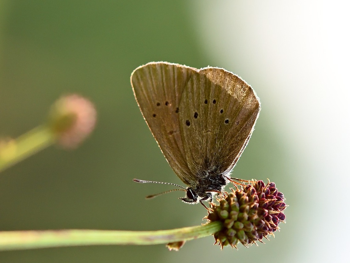 Landschaft für Schmetterlinge und andere blütenbesuchende Insekten