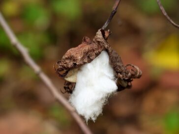Blick auf eine Baumwollpflanze