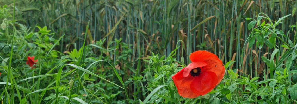 Blick von der Bodenperspektive nach oben auf ein Gerstenfeld, davor blüht ein Klatschmohn.