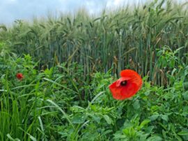Blick von der Bodenperspektive nach oben auf ein Gerstenfeld, davor blüht ein Klatschmohn.