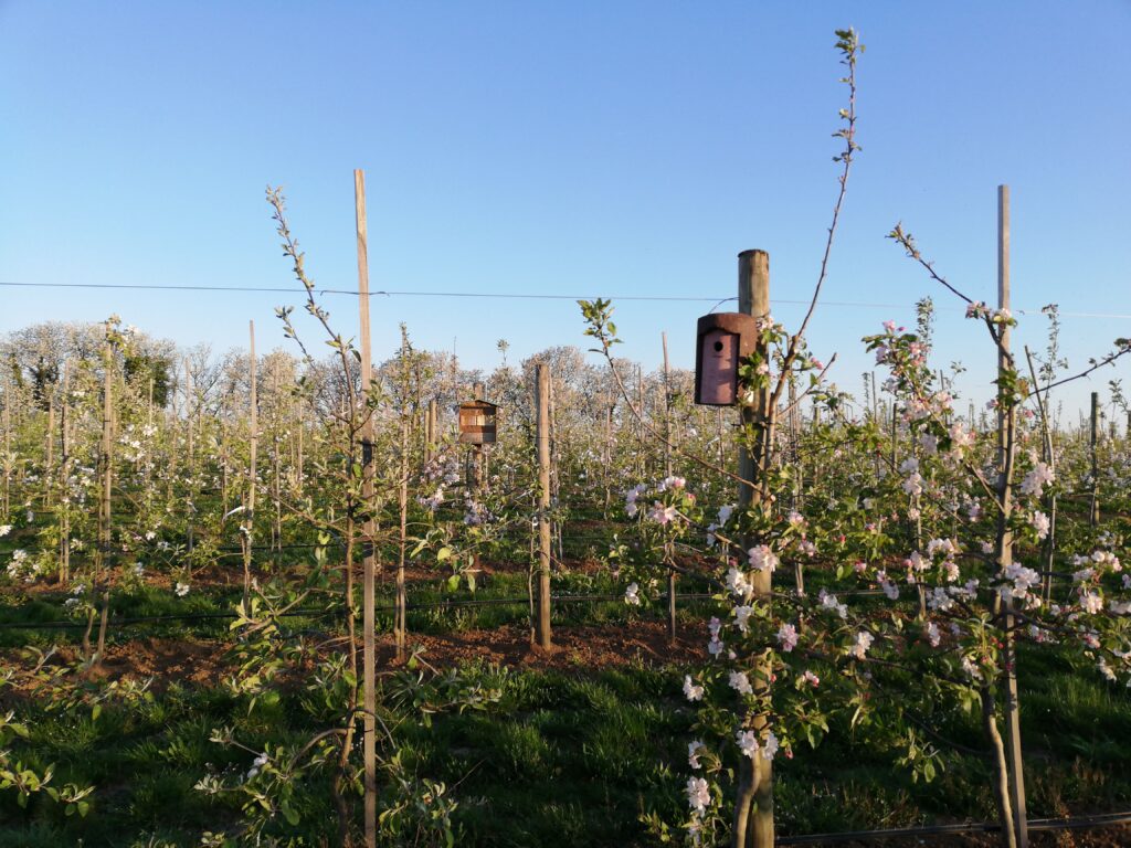 Nistkasten- und Bienenhotel in der Obstanlage