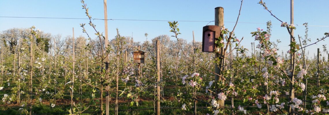 Nistkasten- und Bienenhotel in der Obstanlage