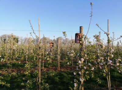 {:de}Obstbau-Modellanlagen zur Förderung der Biologischen Vielfalt{:}{:en}Promotion of Biodiversity in Fruit Plantations{:}