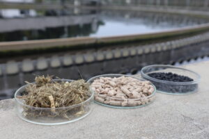 Drei Döschen stehen am Rand eines Klärbeckens. Sie sind gefüllt mit grasartigem Landschaftspflegematerial (links), mit daraus produzierten Pellets (Mitte), und rechts die über Pyrolyse und Aktivierung produzierte biogene Aktivkohle. Copyright: Bodensee-Stiftung