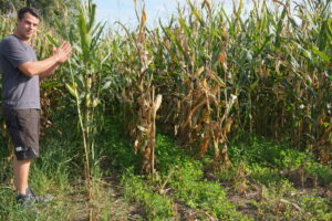 Landwirt Jonas Schlatter steht auf einem Maisfeld mit Untersaaten.