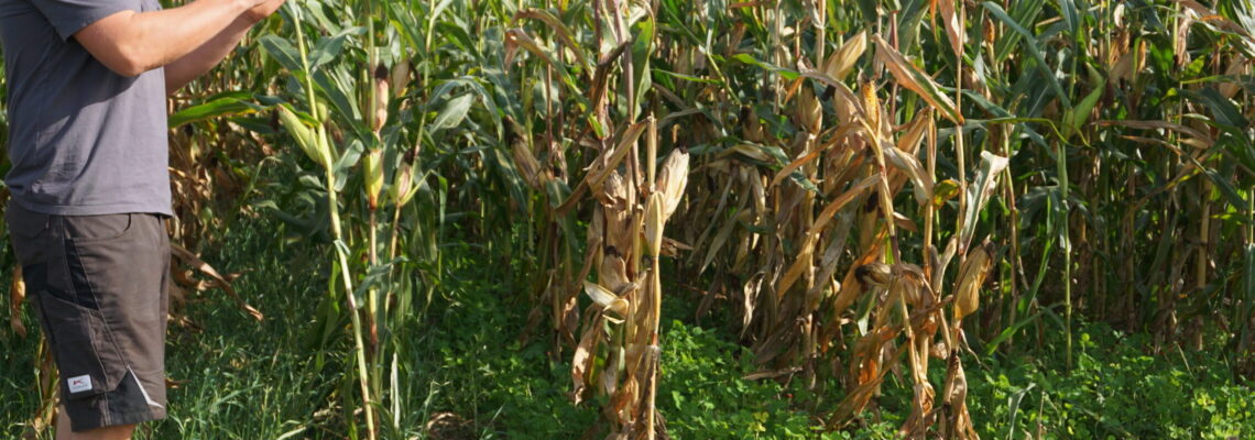 Landwirt Jonas Schlatter steht auf einem Maisfeld mit Untersaaten.