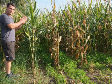 Landwirt Jonas Schlatter steht auf einem Maisfeld mit Untersaaten.