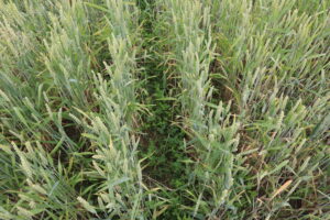 Blick von oben auf ein Weizenfeld. Zwischen den Reihen ist die Untersaat zu sehen.