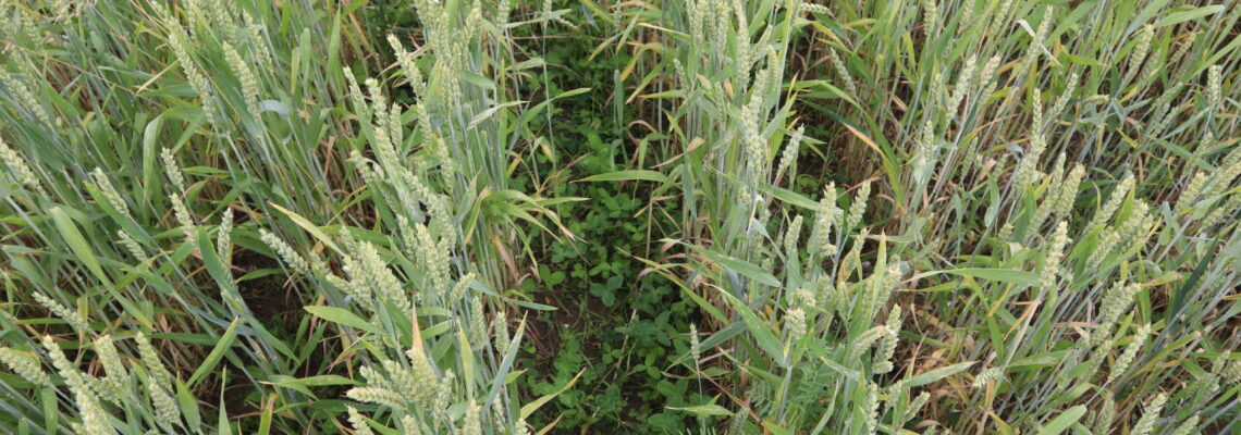 Blick von oben auf ein Weizenfeld. Zwischen den Reihen ist die Untersaat zu sehen.