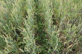 Blick von oben auf ein Weizenfeld. Zwischen den Reihen ist die Untersaat zu sehen.