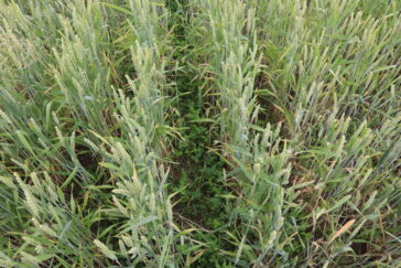 Blick von oben auf ein Weizenfeld. Zwischen den Reihen ist die Untersaat zu sehen.