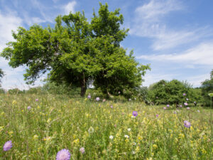 Blick auf eine Blumenwiese mit Bäumen im Hintergrund