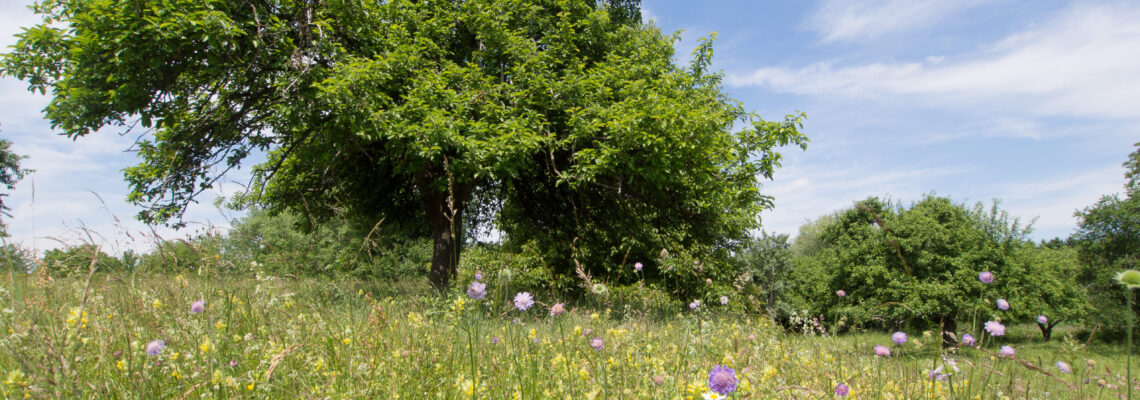 Blick auf eine Blumenwiese mit Bäumen im Hintergrund