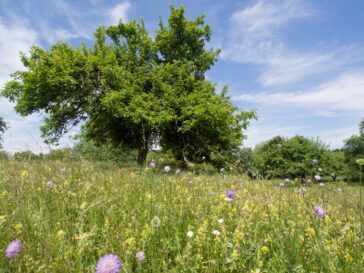 Blick auf eine Blumenwiese mit Bäumen im Hintergrund